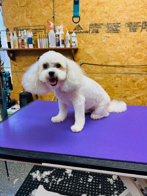 White dog with fluffy haircut sits on a purple grooming table, smiling in a grooming shop.