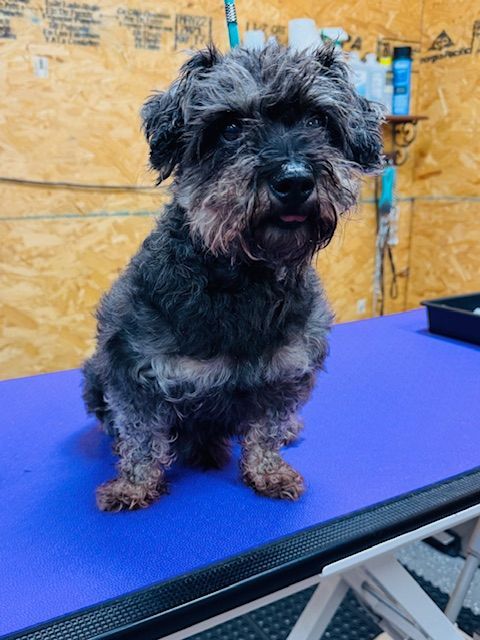 Small, black and gray dog sitting on a blue grooming table, sticking out its tongue.