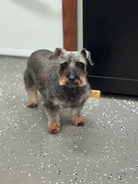 Gray Schnauzer dog with a fresh haircut stands on a speckled floor.
