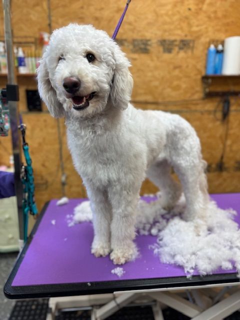 White dog with a fresh haircut stands on a grooming table, smiling.