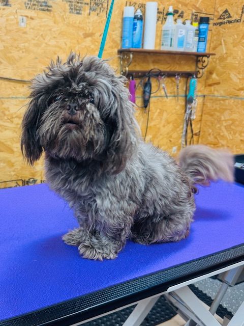A small, brown, fluffy dog sits on a grooming table. Its fur is shaggy, with a slight grumpy expression.