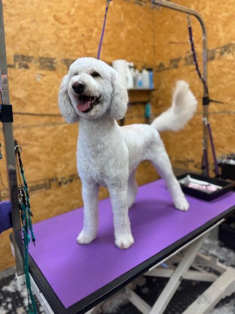 White poodle with a groomed coat stands on a purple grooming table, smiling with its tongue out.