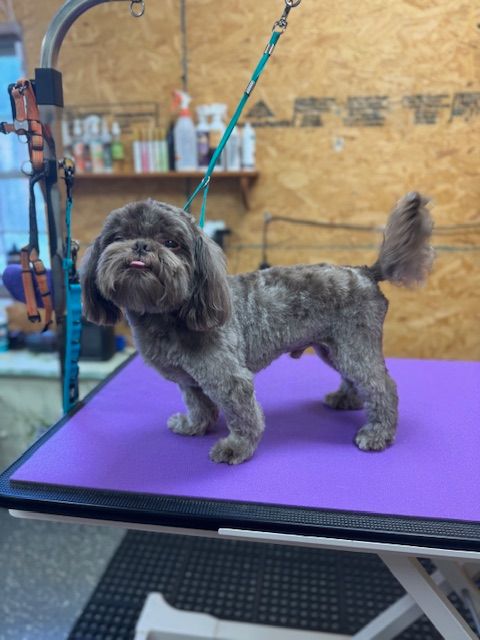 Brown dog with tongue out on purple grooming table.