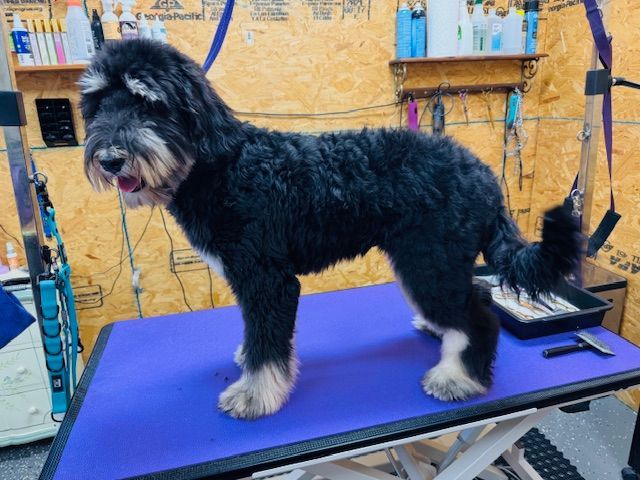 Black and gray dog on grooming table, freshly groomed. Has a fluffy coat, standing, looking to the side.