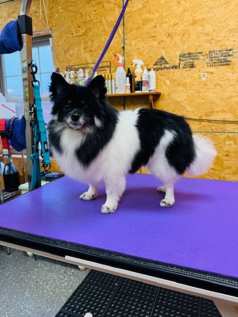 Black and white Pomeranian dog stands on a purple grooming table, looking at the camera.