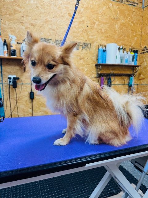 Small, tan dog with long fur sits on a blue grooming table. Wooden background.