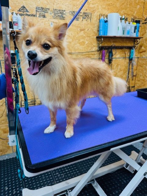 Tan and white Pomeranian dog smiling on a grooming table, tongue out.