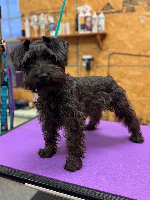 Black Schnauzer dog standing on a purple grooming table after a haircut.