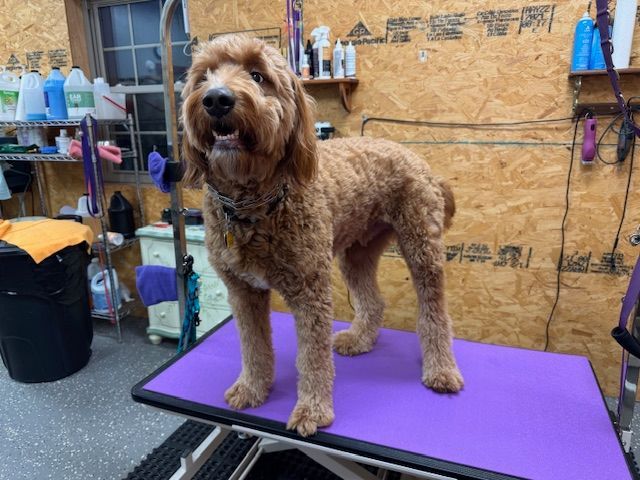 A golden doodle stands on a purple grooming table, looking toward the camera. Grooming supplies are in the background.