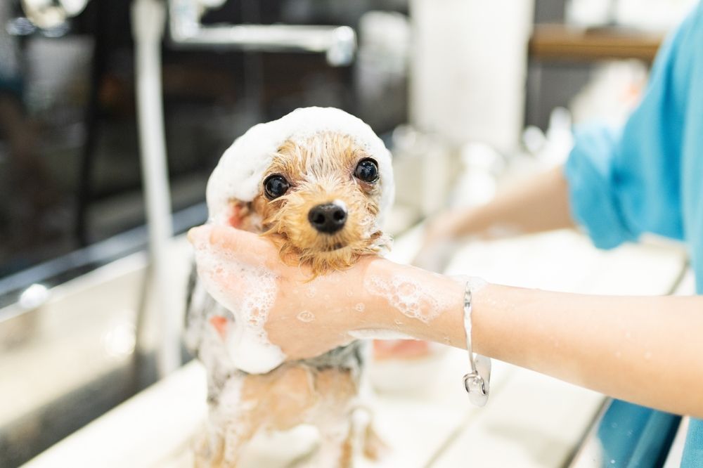 Dog being bathed in a sink, covered in soap bubbles, looking at the camera.