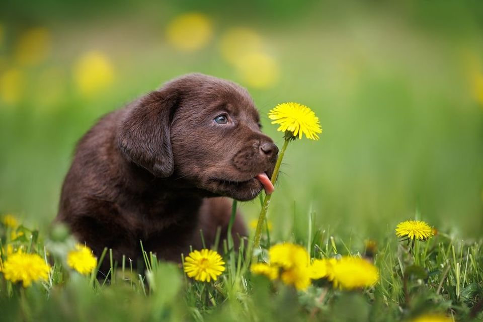 Chocolate Labrador puppy, tongue out, sniffing yellow dandelion in grassy field.