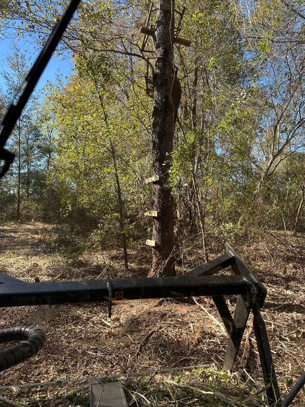 Wooded outdoor scene with a metal frame in the foreground and trees in bright sunlight.