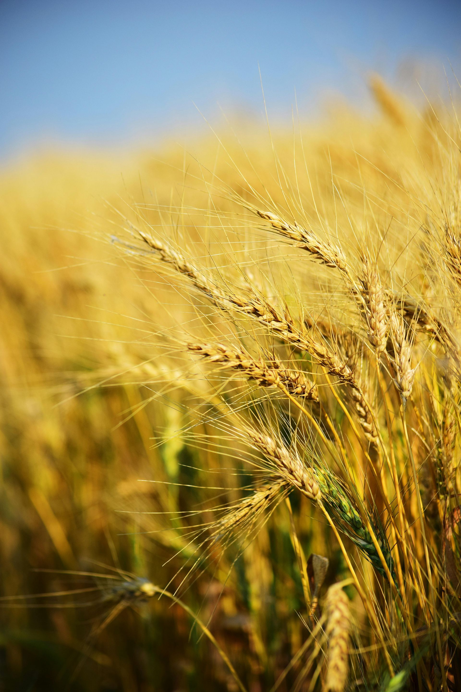 Golden wheat stalks swaying in a field under a clear blue sky.