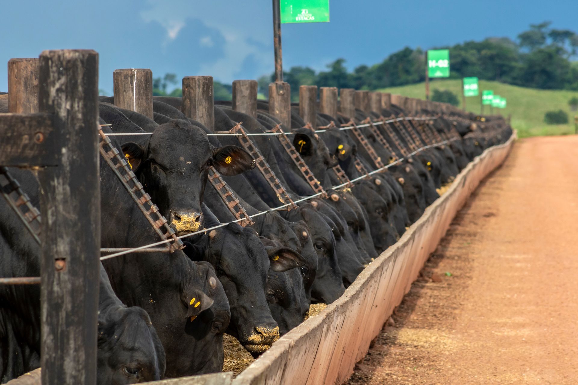 Black cattle eating from a long trough at a feedlot. Wooden posts and a red dirt road are visible.