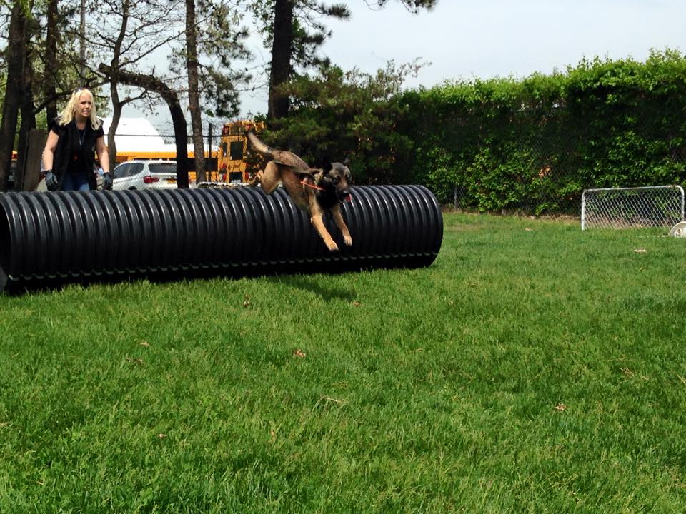 dog agility training Long Island