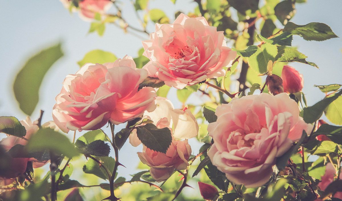 Pink roses in full bloom to honor a life