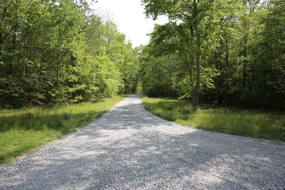 Gravel path winding through a sunlit green forest clearing
