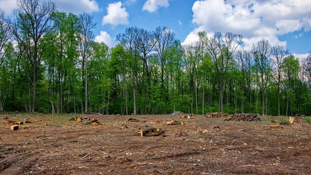 Cleared forest area with tree stumps and fallen logs in front of a green wooded treeline under a blue sky.