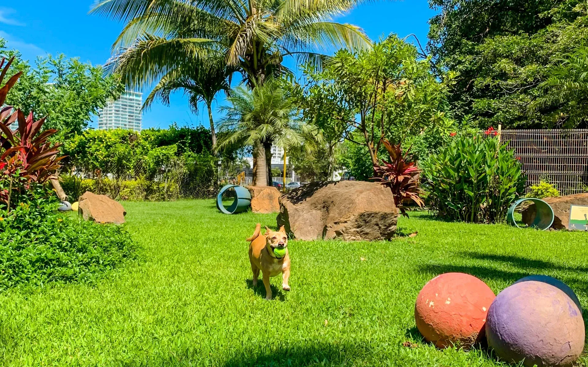 Perro jugando en el Doggy Park de Puerto de Luna en Puerto Vallarta