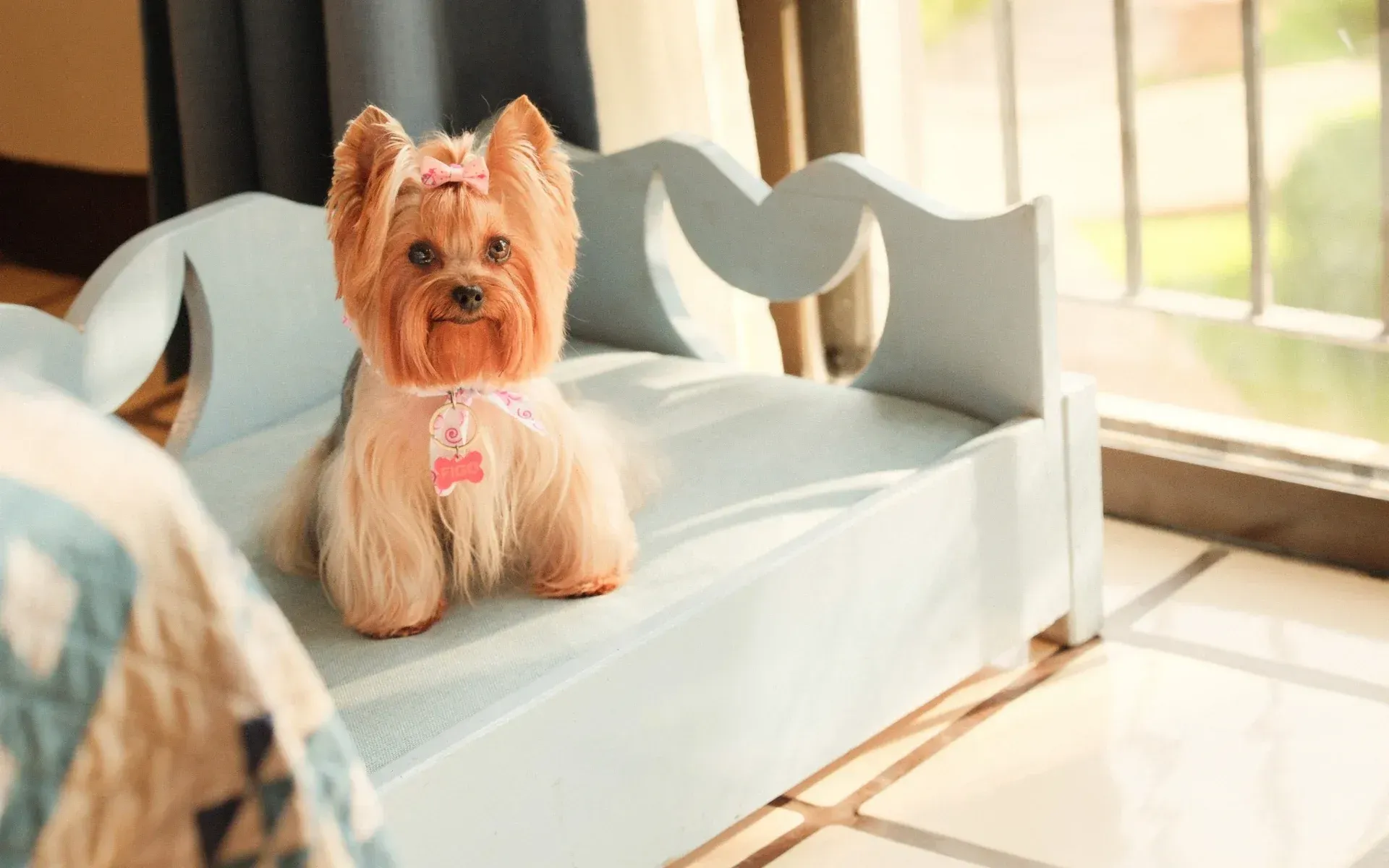 Perro descansando en una habitación pet friendly de Puerto de Lun