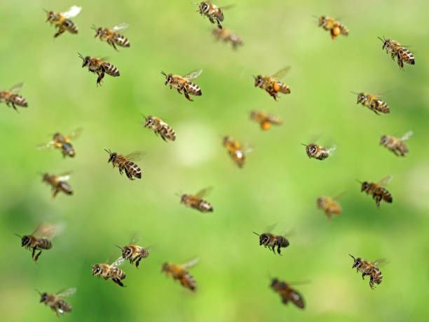 Macro shot of a bee swarm after collecting pollen, highlighting the importance of bee pest control