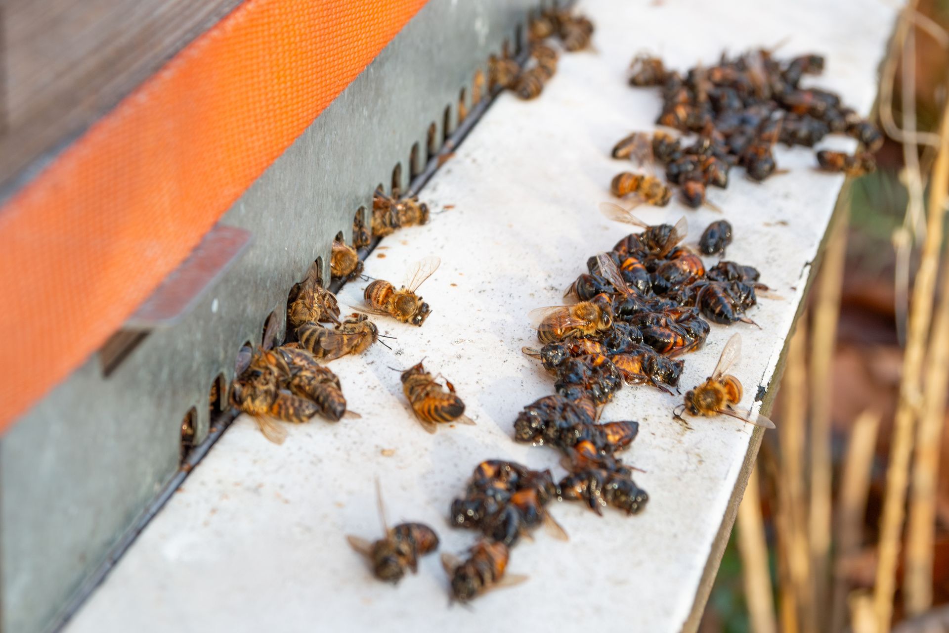 Dead bees on a white tray, likely a hive inspection. An orange mesh and a metal edge are visible.