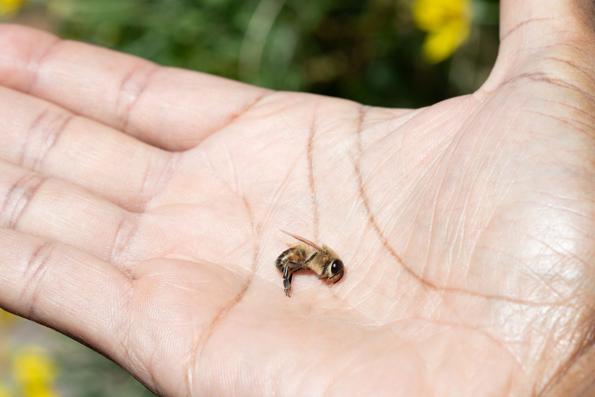 Dead bee in hand symbolizing need for professional bee pest control services. Dead bee in hand symbolizing need for professional bee pest control services.
