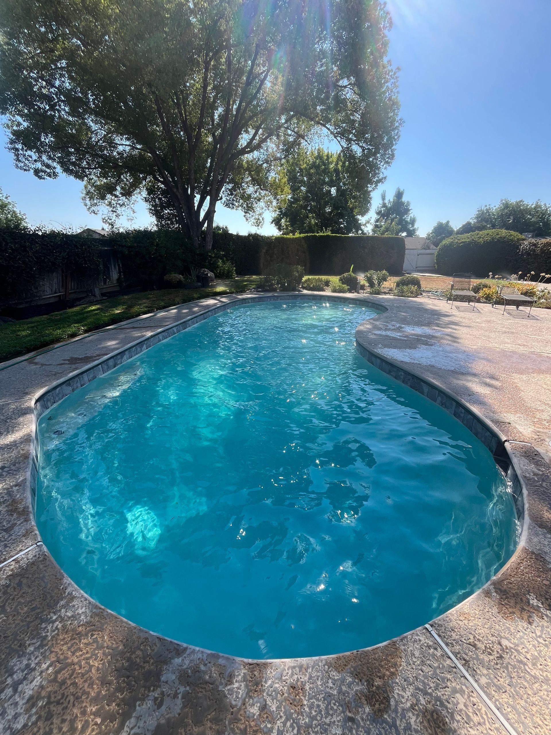 Blue swimming pool in backyard with surrounding concrete and greenery, bright sunlight.