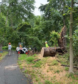 Two White Trucks - Tree Removal Services in Vienna, VA Two White Trucks - Tree Removal Services in Vienna, VA