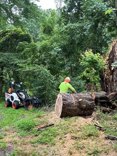 Man Shaping Tree - Tree Services in Vienna, VA Man Shaping Tree - Tree Services in Vienna, VA