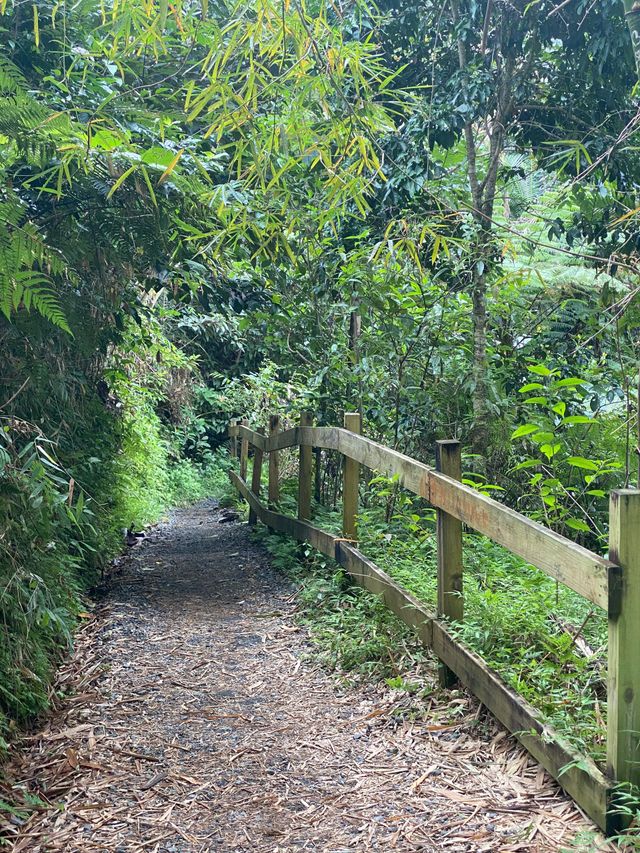 Tropical rainforest view