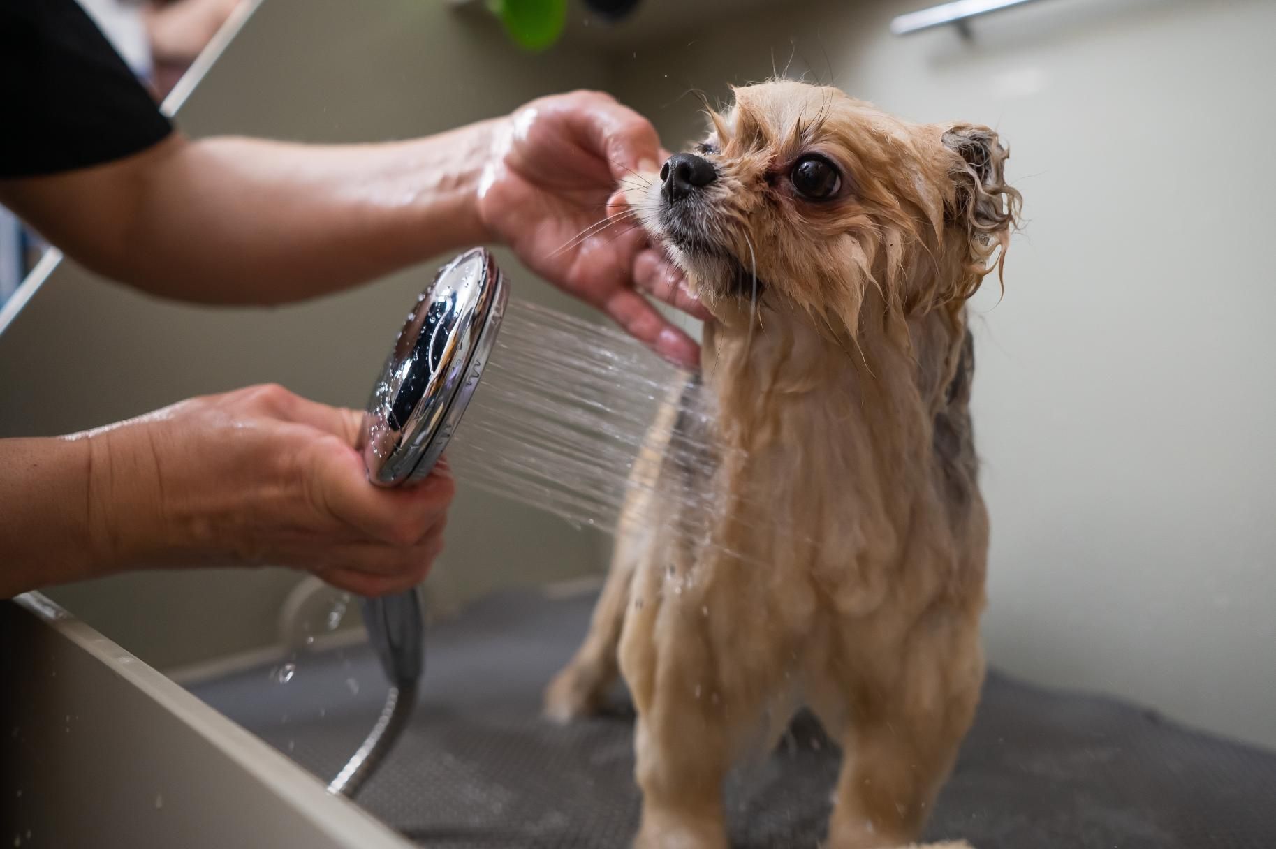 Small brown dog being rinsed with a shower sprayer in a grooming tub