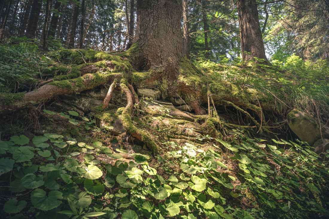 Forest hillside with mossy roots, leafy groundcover, and tall trees in dappled sunlight