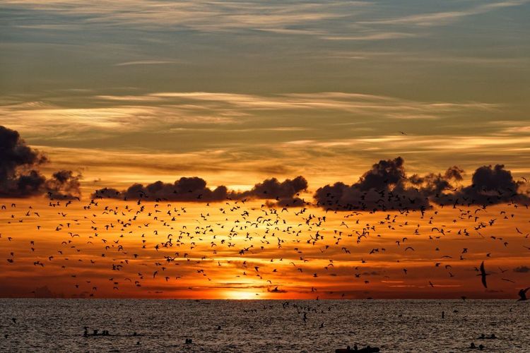 Sunset over a wetland with silhouetted birds flying above glowing orange water