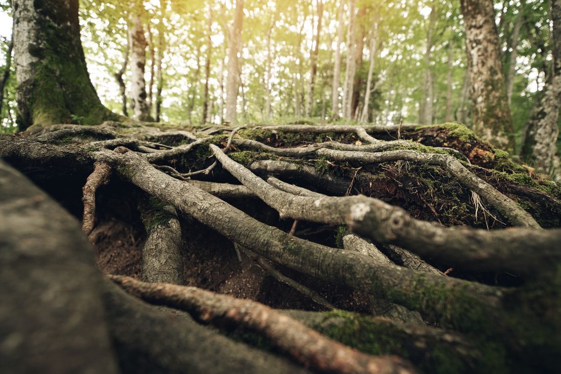 Exposed tree roots in a sunlit forest floor with moss and tall trees in the background