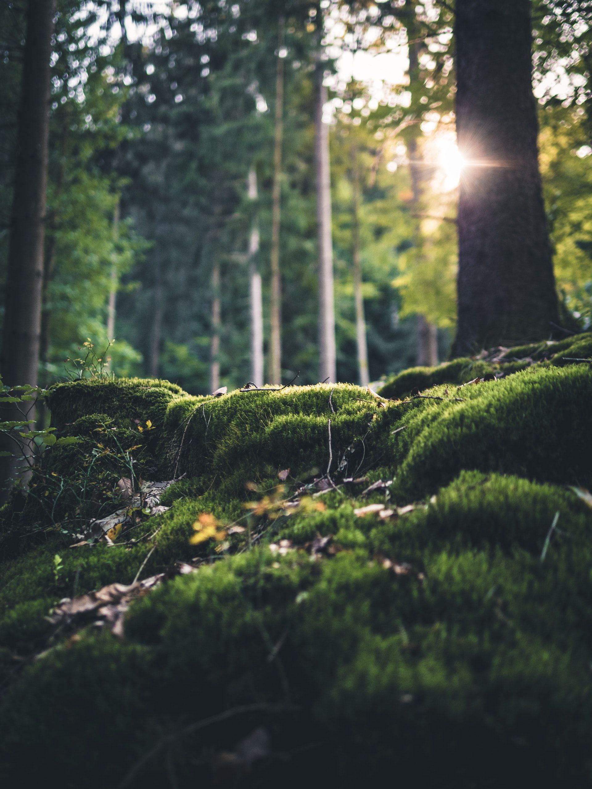 Tree Services | Bob’s Tree Service