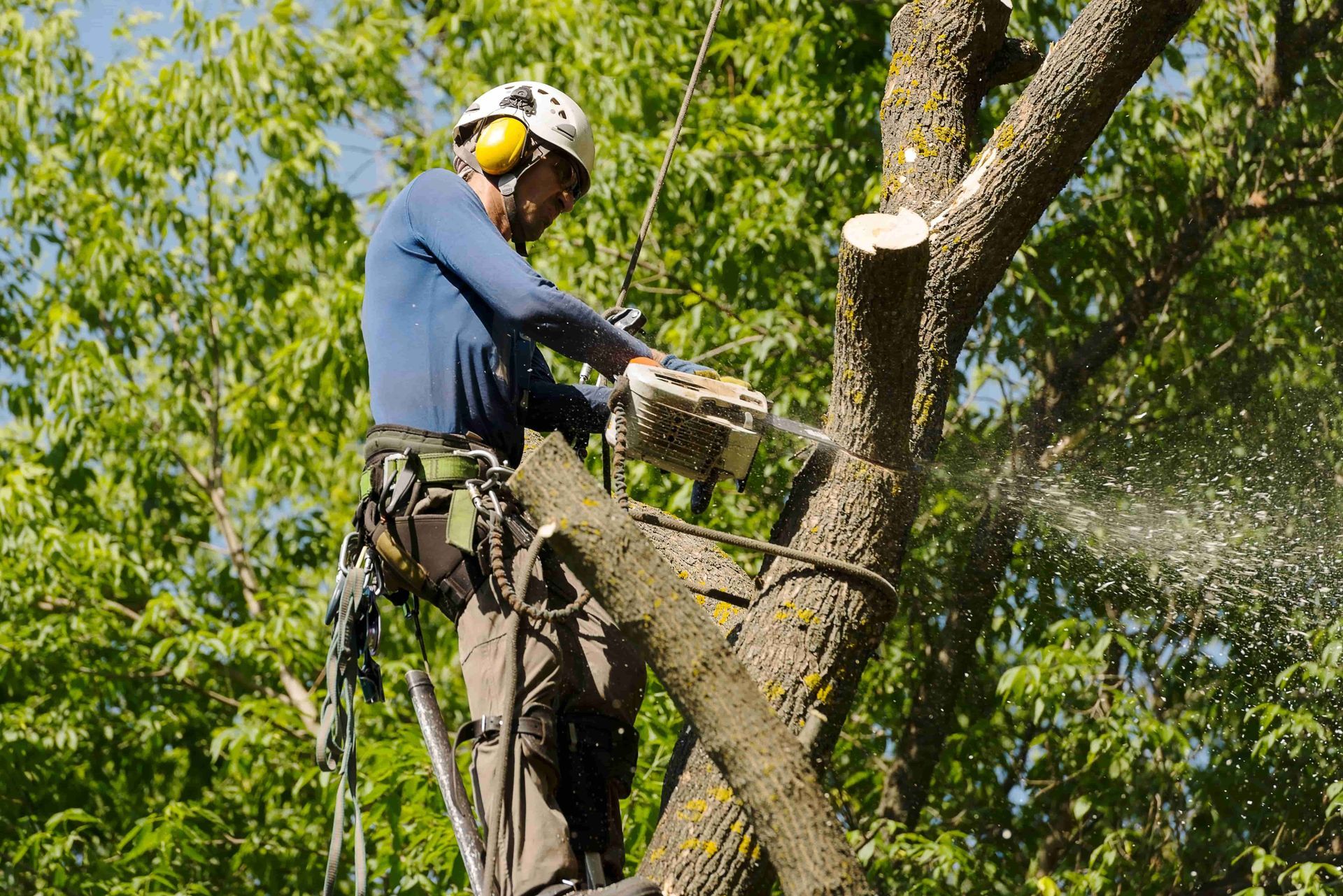 A man is cutting a tree with a chainsaw.