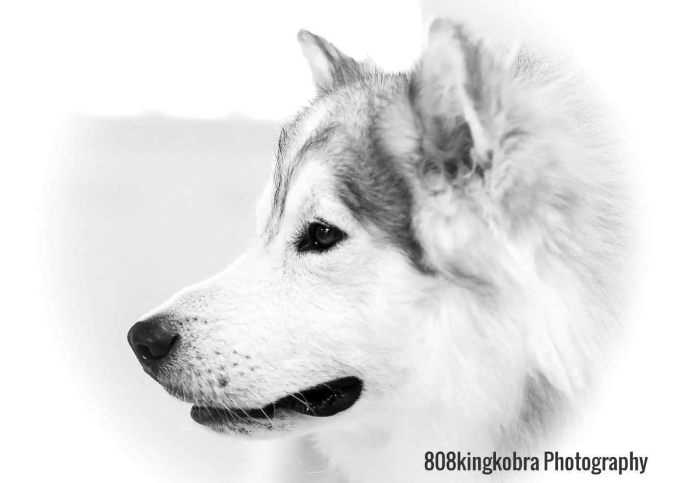 White Husky - Honolulu, HI - Kokua Pet Clinic