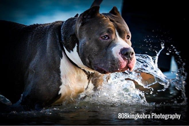 Staffordshire Bull - Honolulu, HI - Kokua Pet Clinic