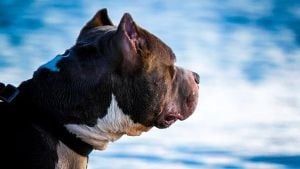 Bull Terrier On Sky - Honolulu, HI - Kokua Pet Clinic