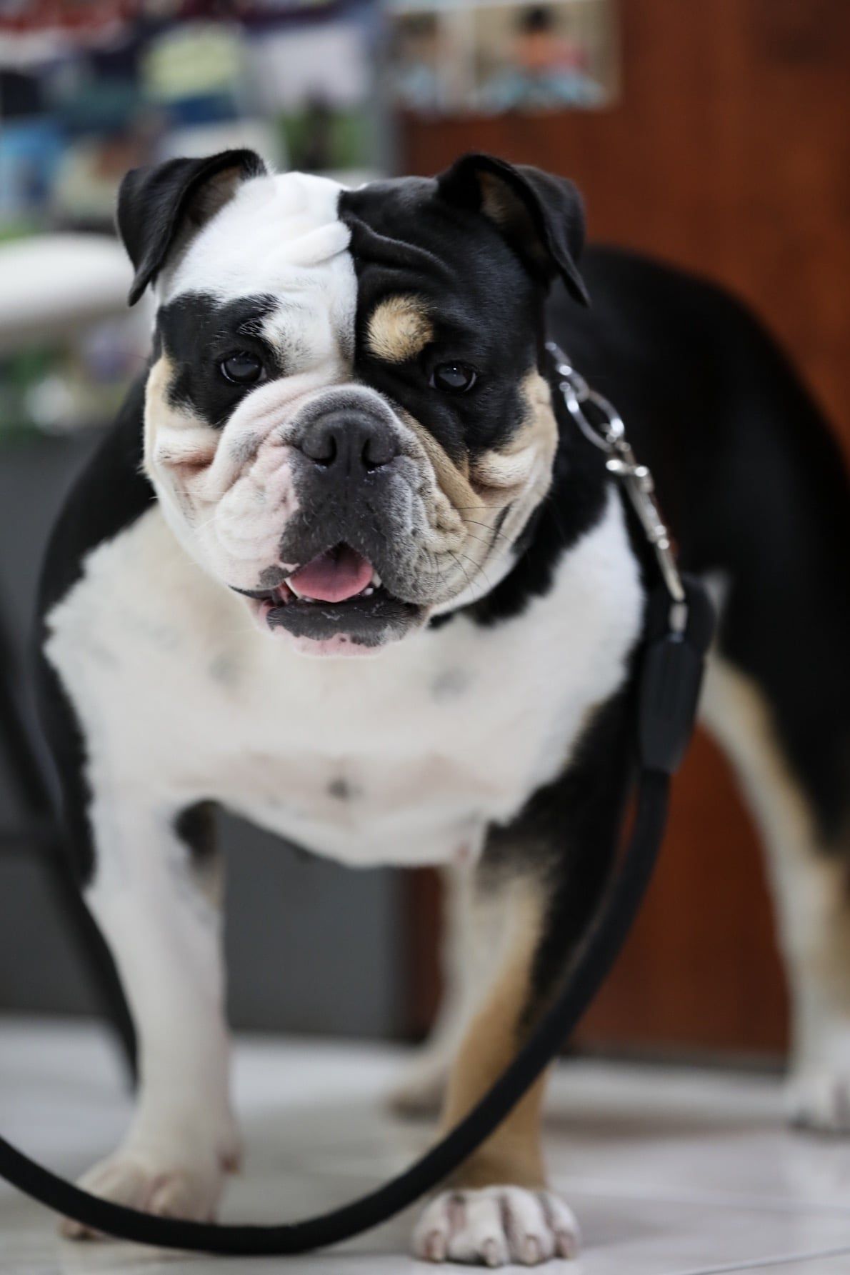 Olde English Bulldogge - Honolulu, HI - Kokua Pet Clinic