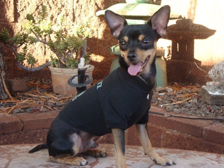 Miniature Pinscher - Honolulu, HI - Kokua Pet Clinic