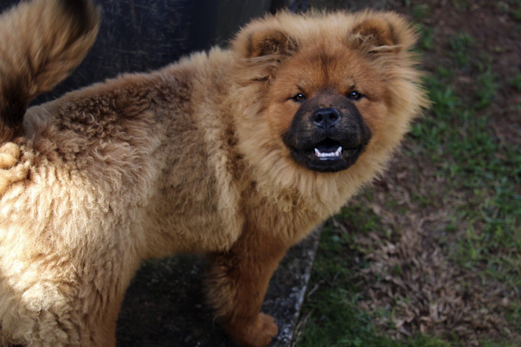 Chow Chow - Honolulu, HI - Kokua Pet Clinic