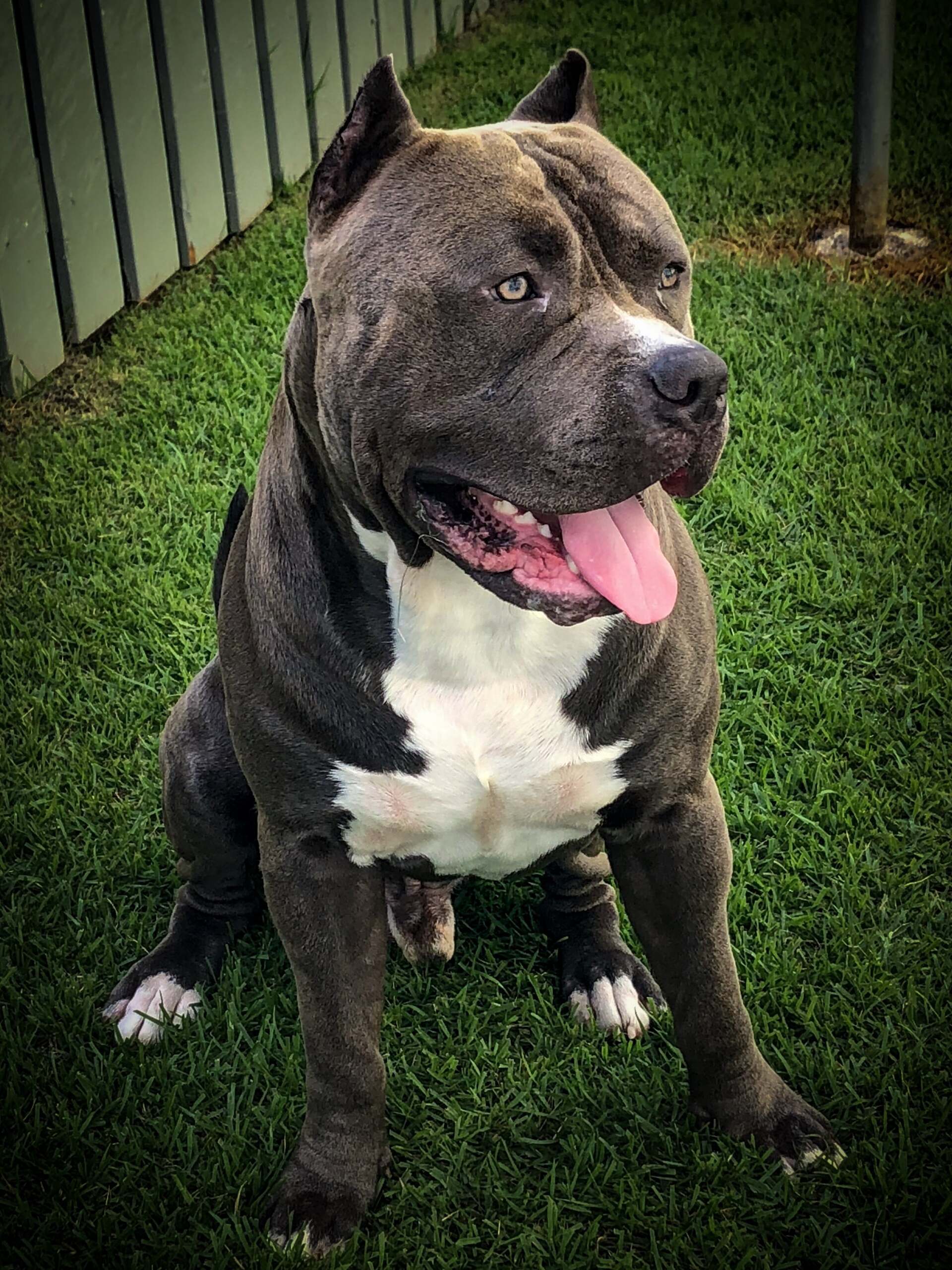 Bull Terrier On Playground - Honolulu, HI - Kokua Pet Clinic