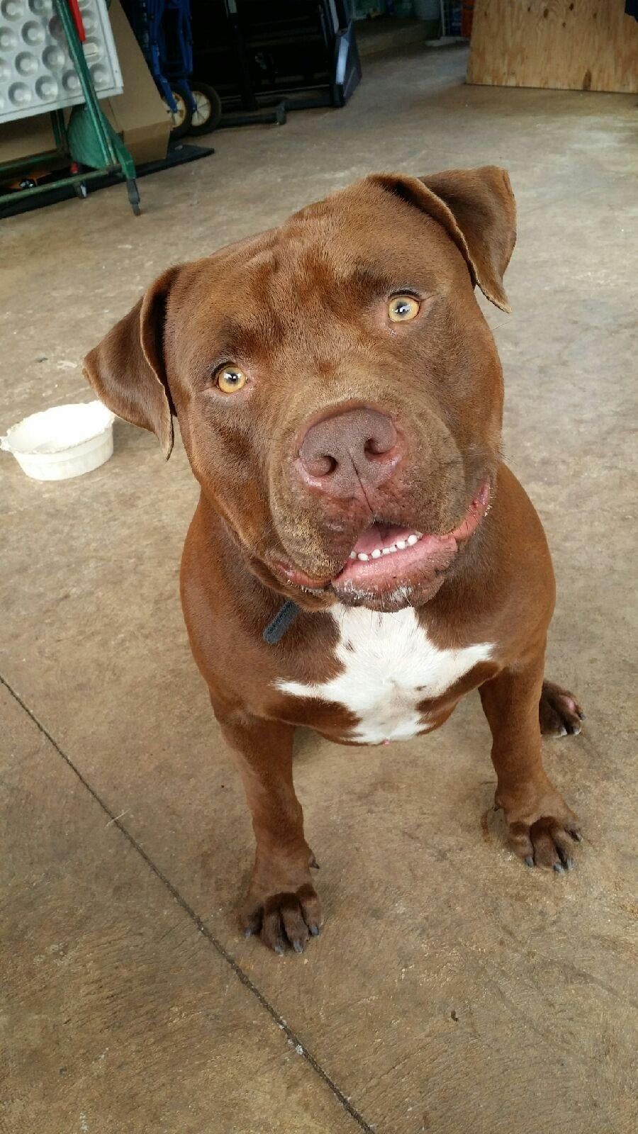 American Pit Bull - Honolulu, HI - Kokua Pet Clinic