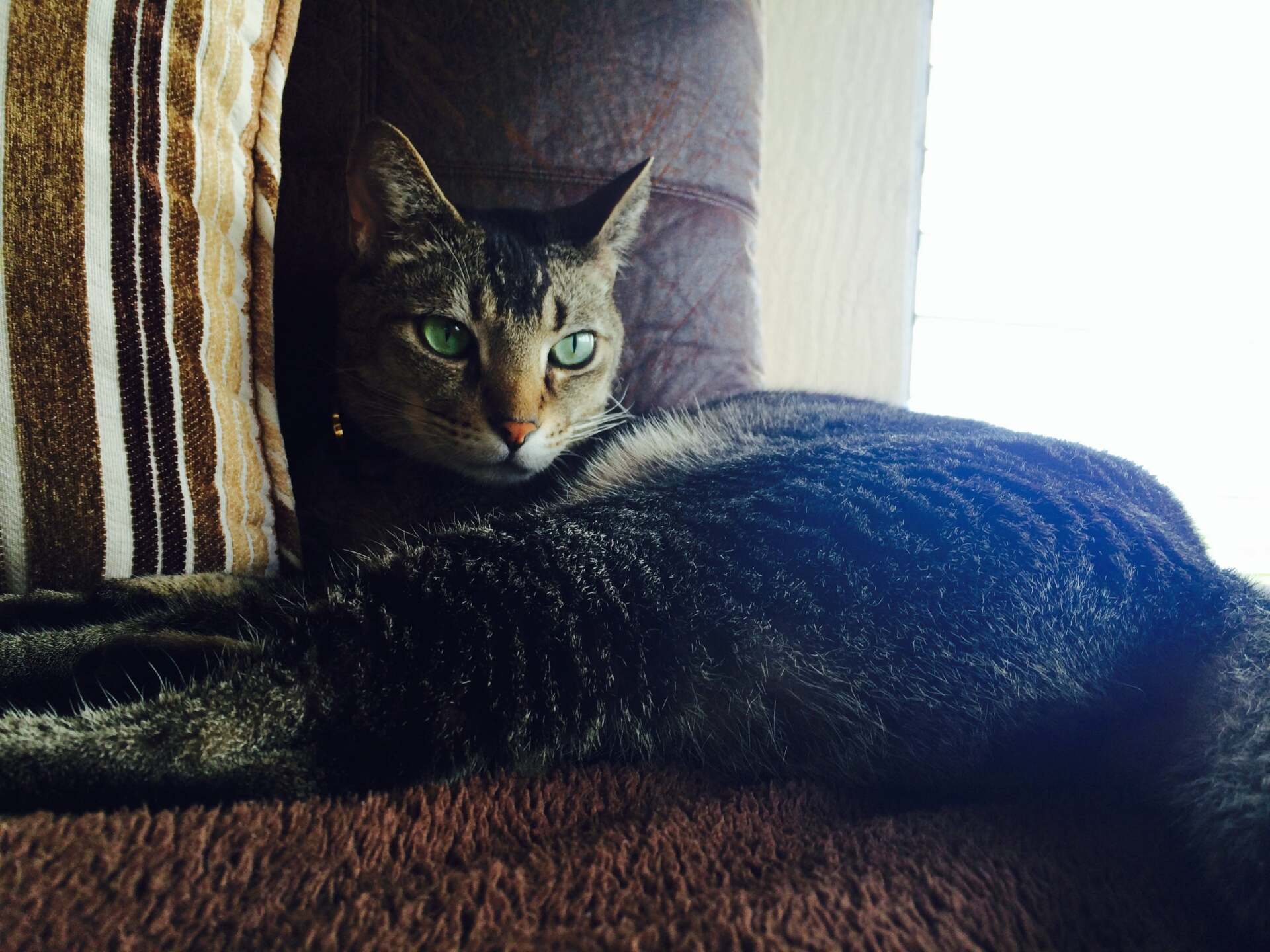 Tabby Cat Resting - Honolulu, HI - Kokua Pet Clinic