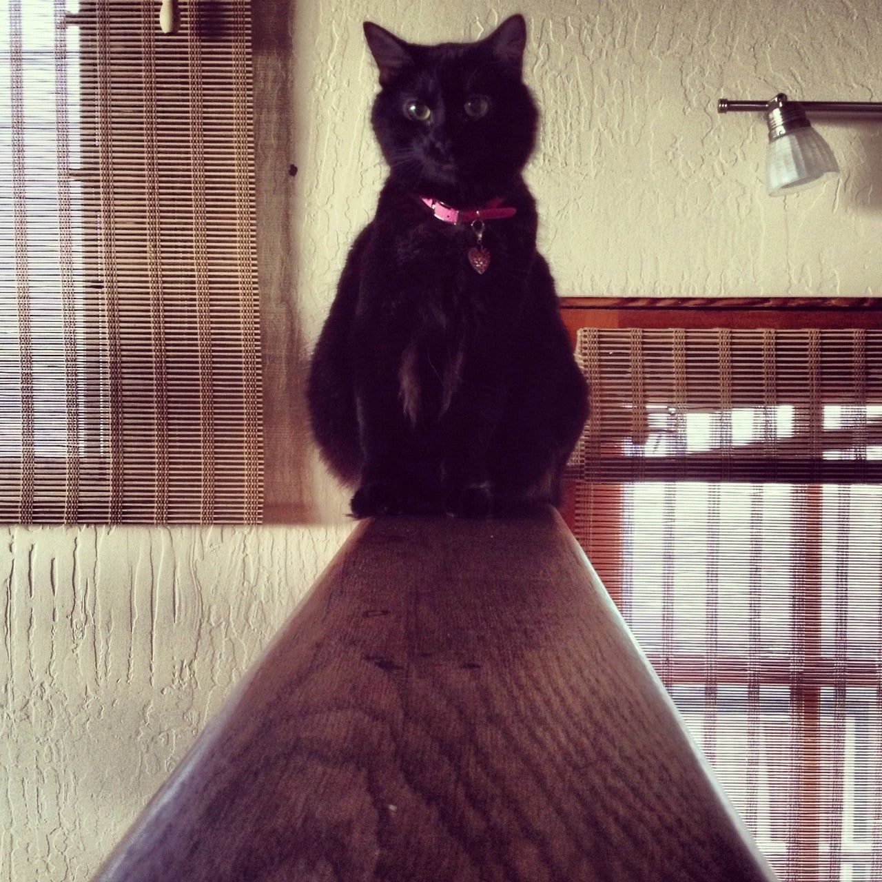 Black Cat - Honolulu, HI - Kokua Pet Clinic