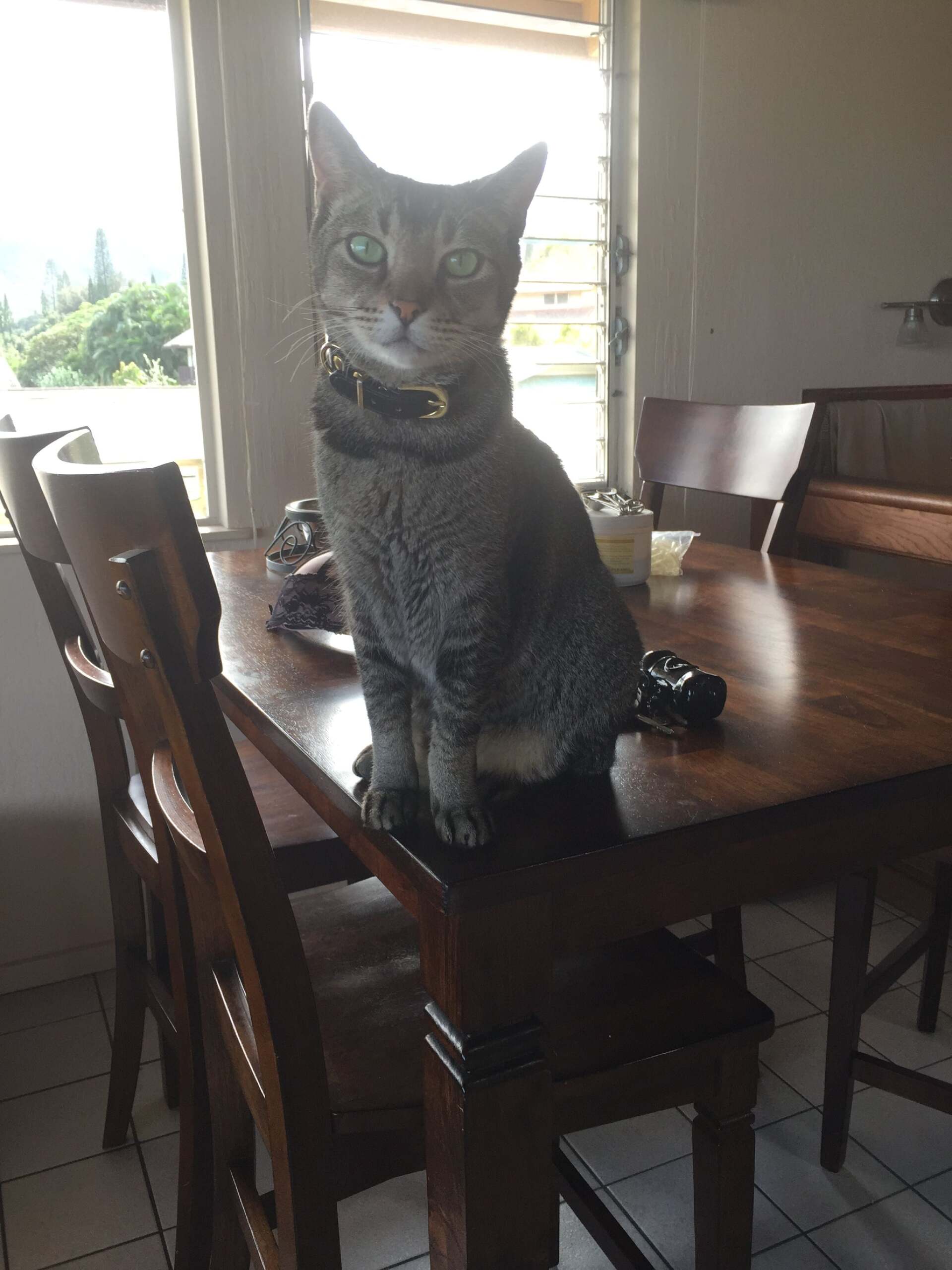 Tabby Cat - Honolulu, HI - Kokua Pet Clinic