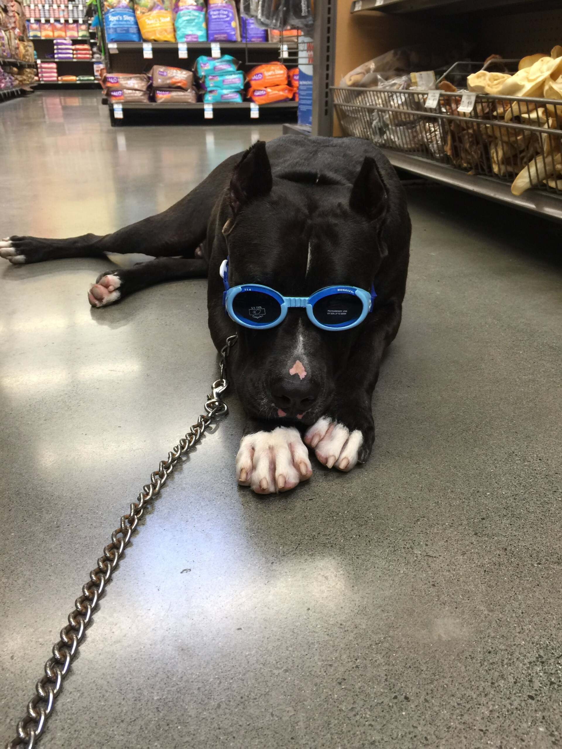 Dog With Sunglasses - Honolulu, HI - Kokua Pet Clinic