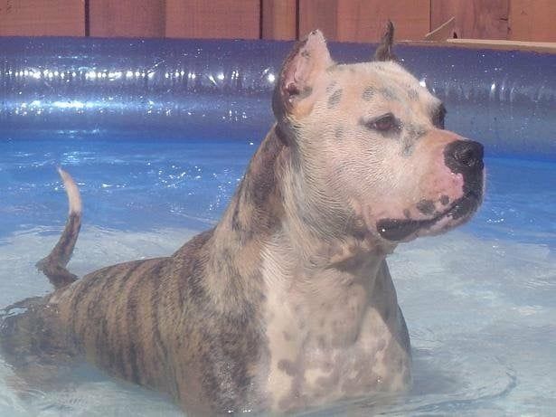 Dog Swimming - Honolulu, HI - Kokua Pet Clinic